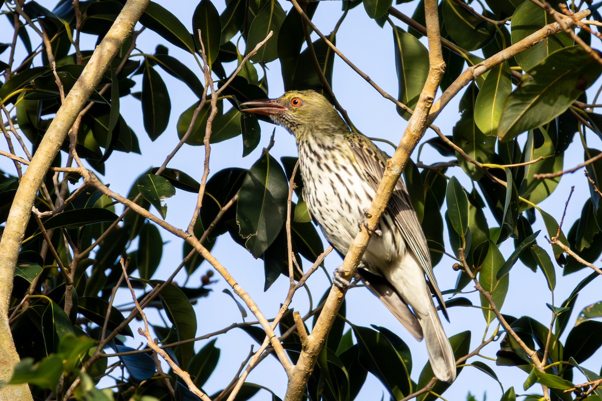 Olive-backed Oriole - ML643477013