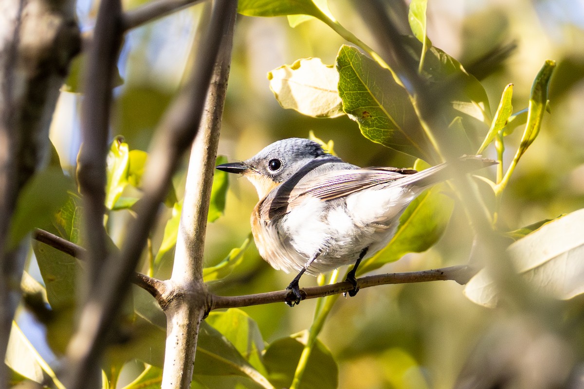 Leaden Flycatcher - ML643477023