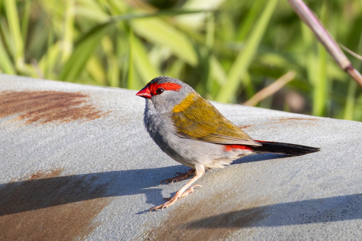 Red-browed Firetail - ML643477027