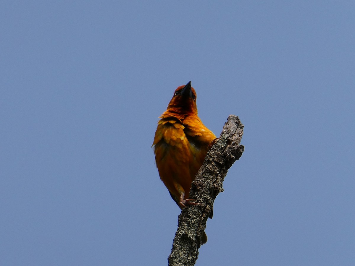 Cape Weaver - ML643477028