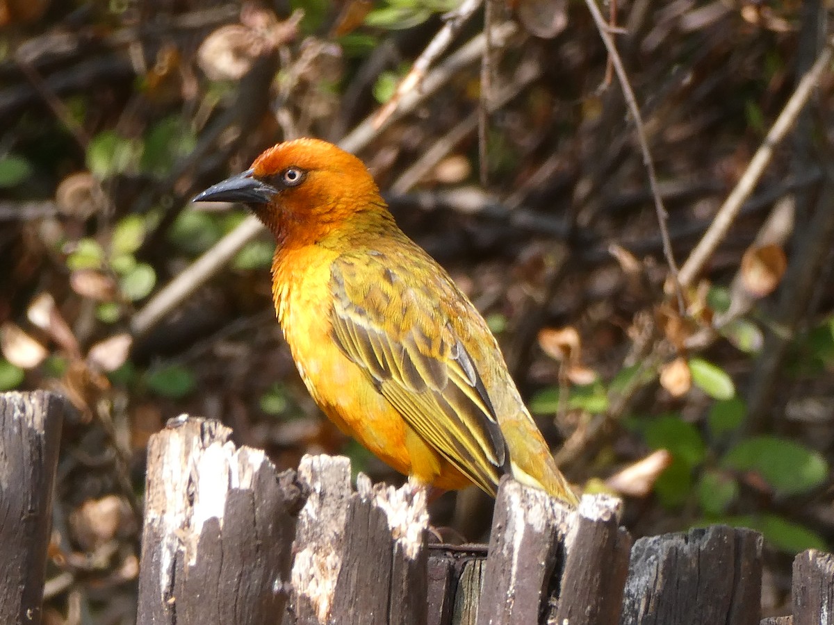 Cape Weaver - ML643477029