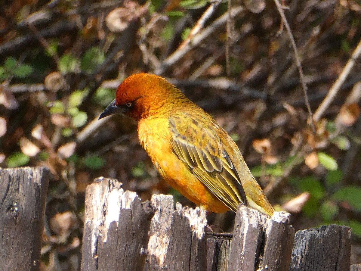 Cape Weaver - ML643477030