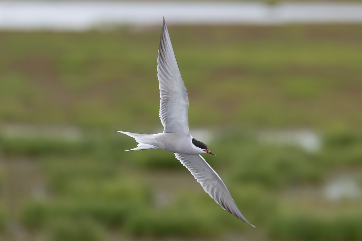 Речная крачка (hirundo/tibetana) - ML643477031