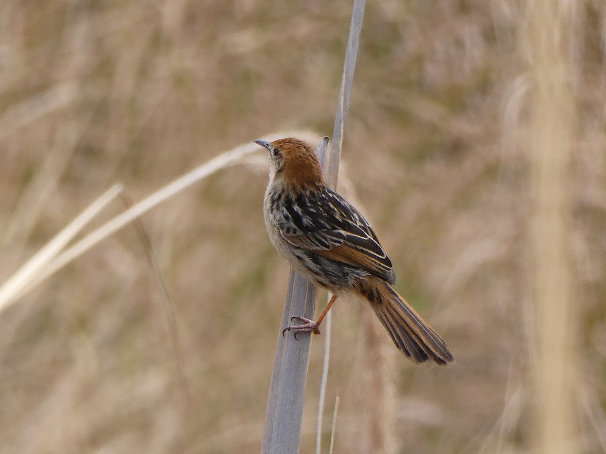 Levaillant's Cisticola - ML643477051