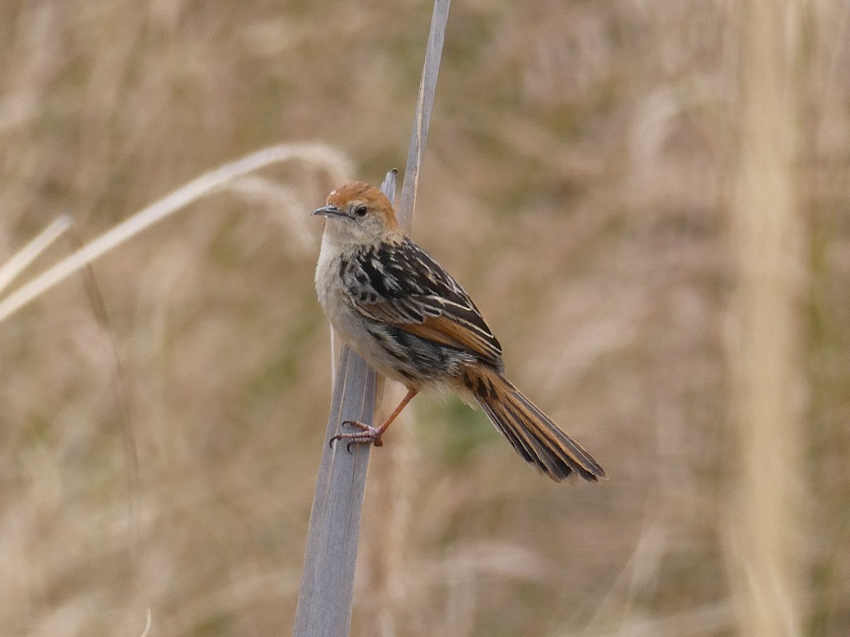 Levaillant's Cisticola - ML643477052
