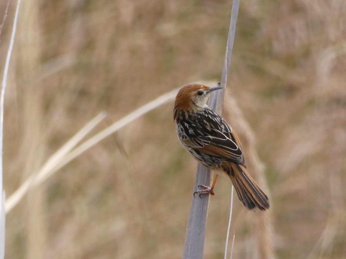 Levaillant's Cisticola - ML643477053