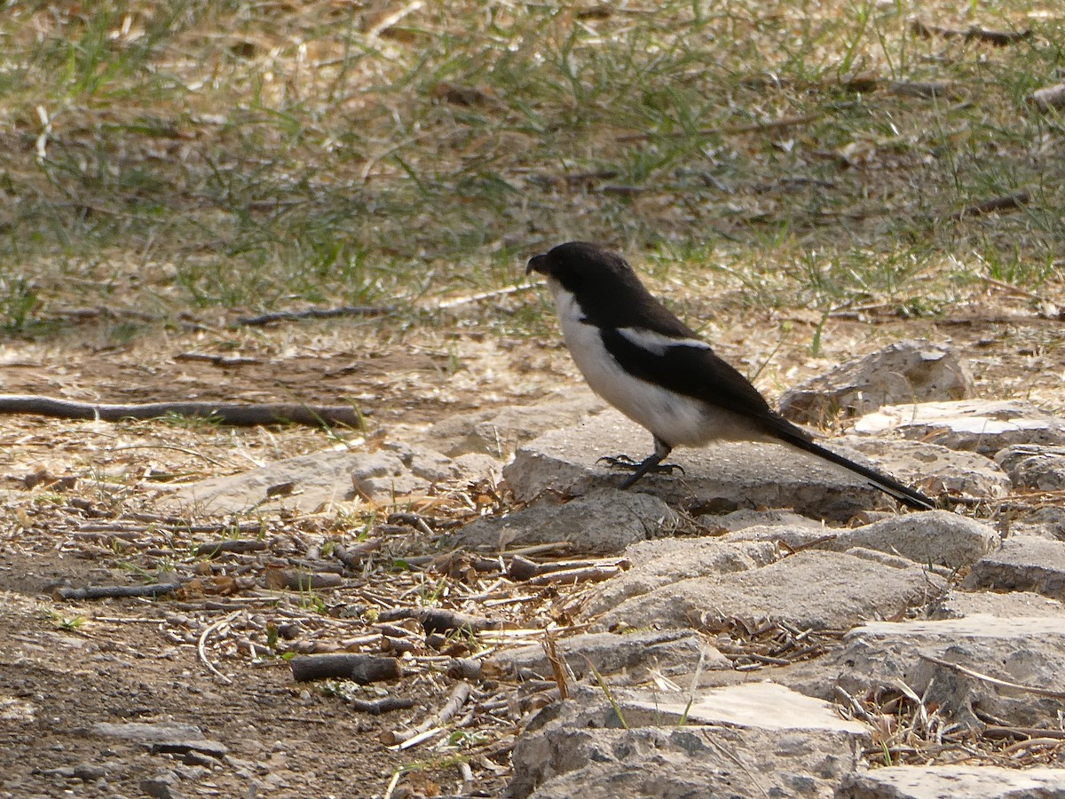 Southern Fiscal - ML643477088
