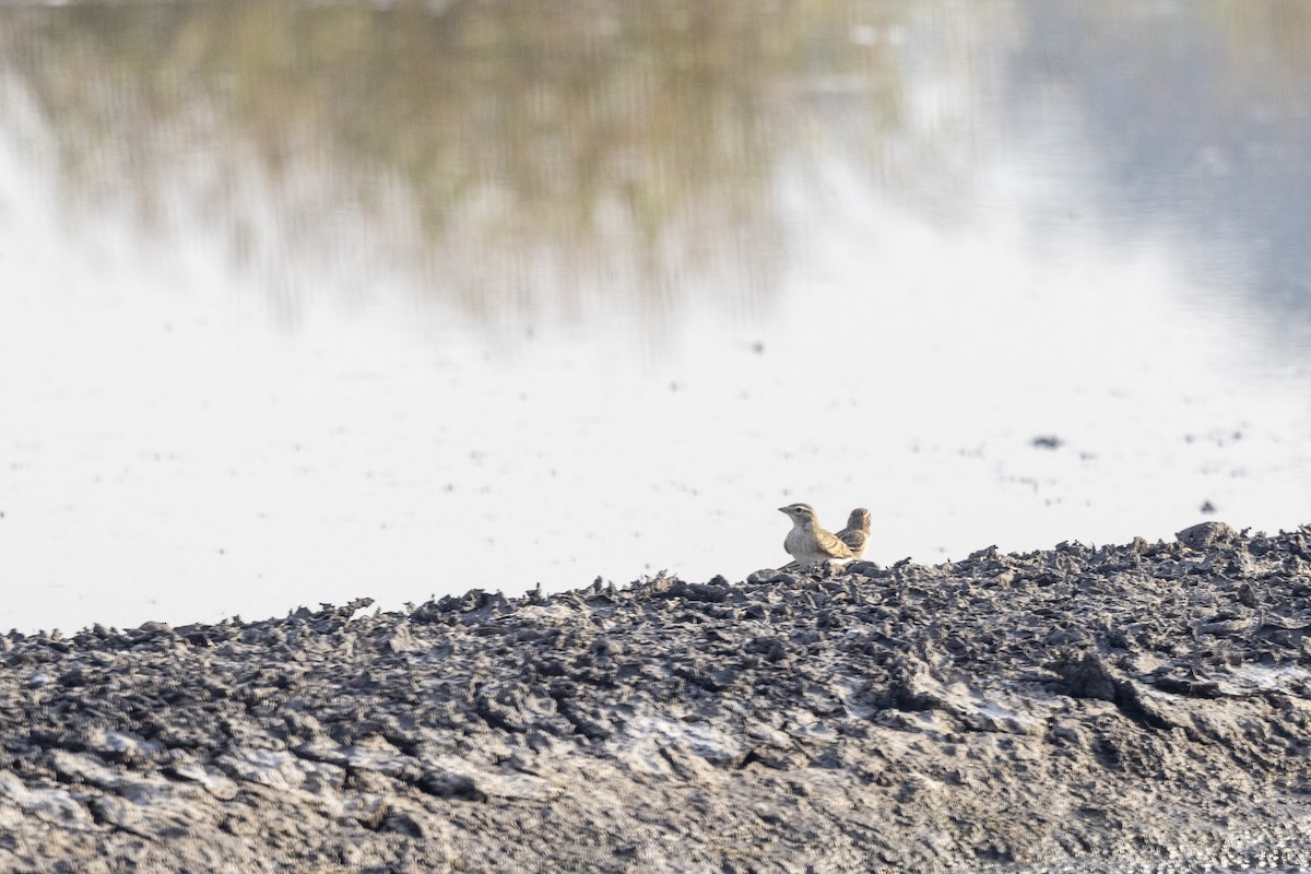 Mongolian Short-toed Lark - ML643477089