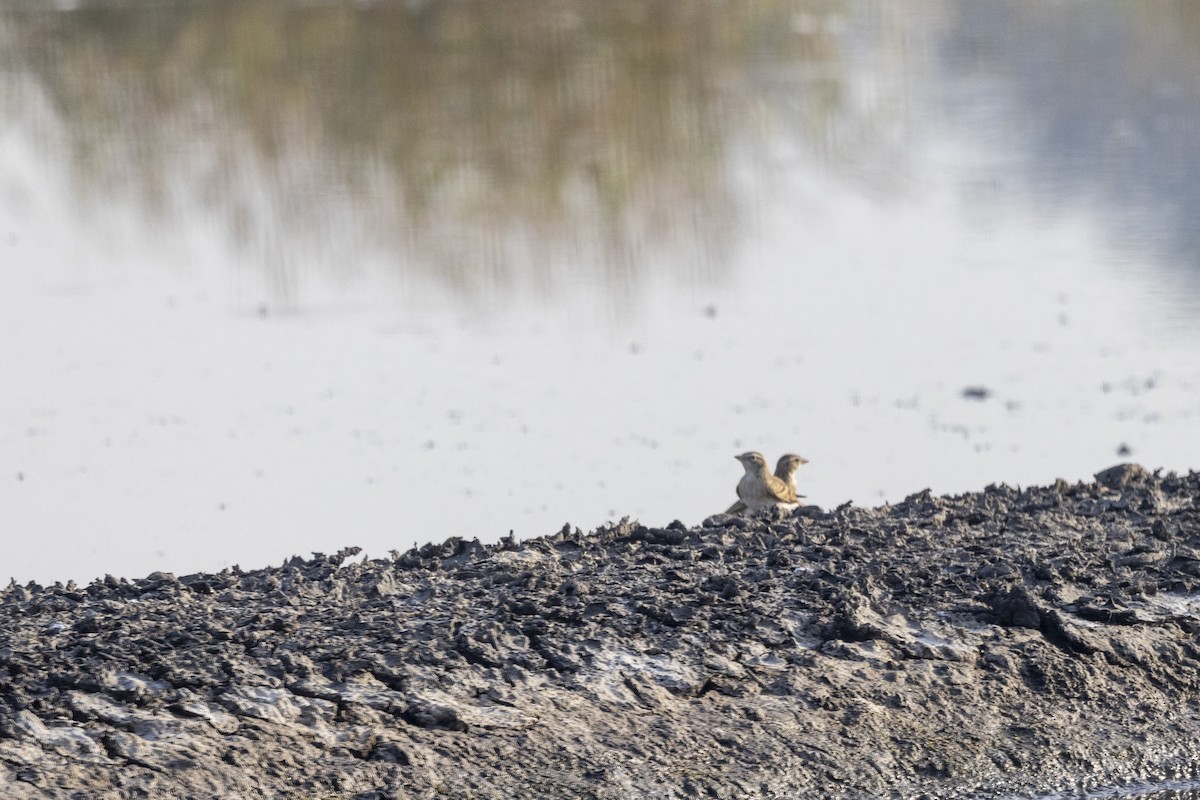 Mongolian Short-toed Lark - ML643477090