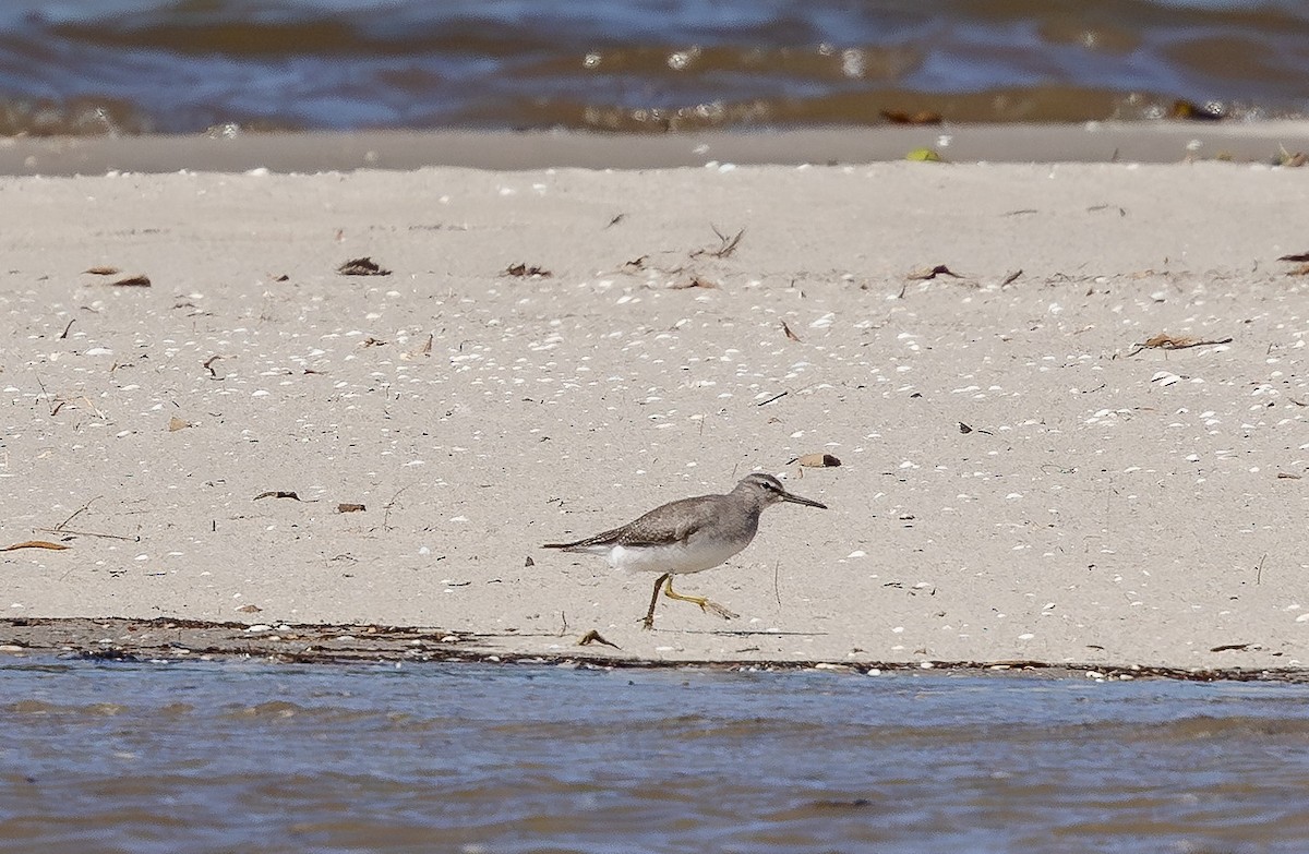 Gray-tailed Tattler - ML643477094