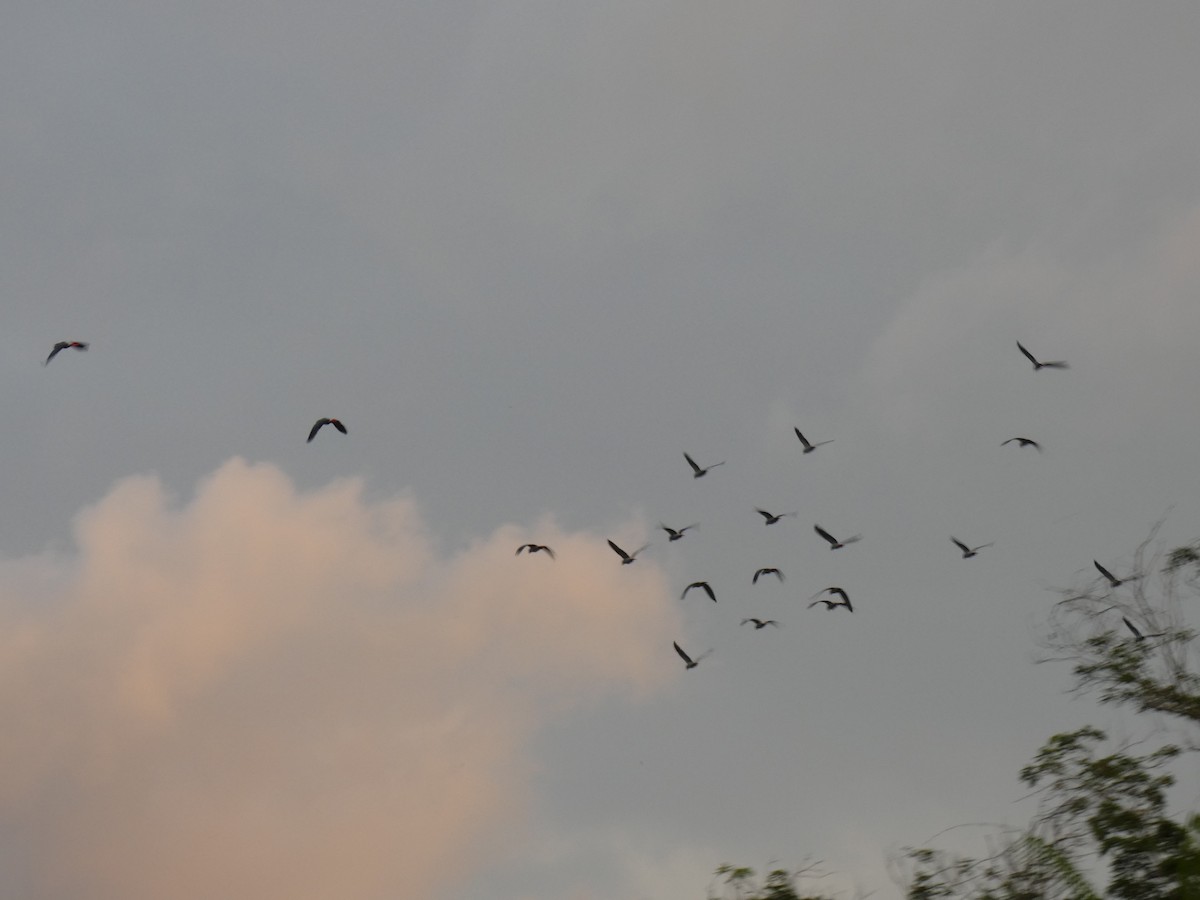 Gray Parrot - ML643477139