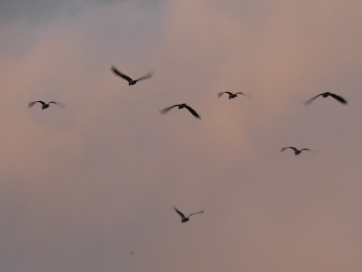 Gray Parrot - ML643477152