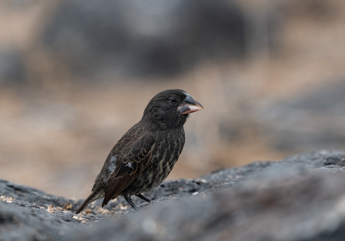 Española Ground-Finch - ML643477156