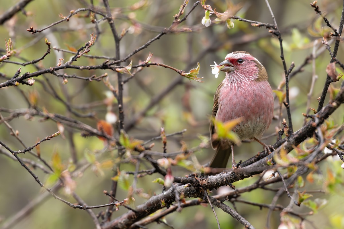 Chinese White-browed Rosefinch - ML643477158
