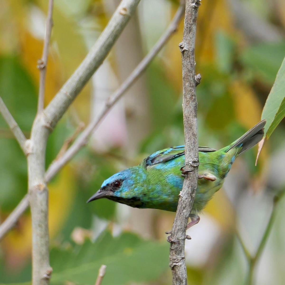 Blue Dacnis - ML643477162