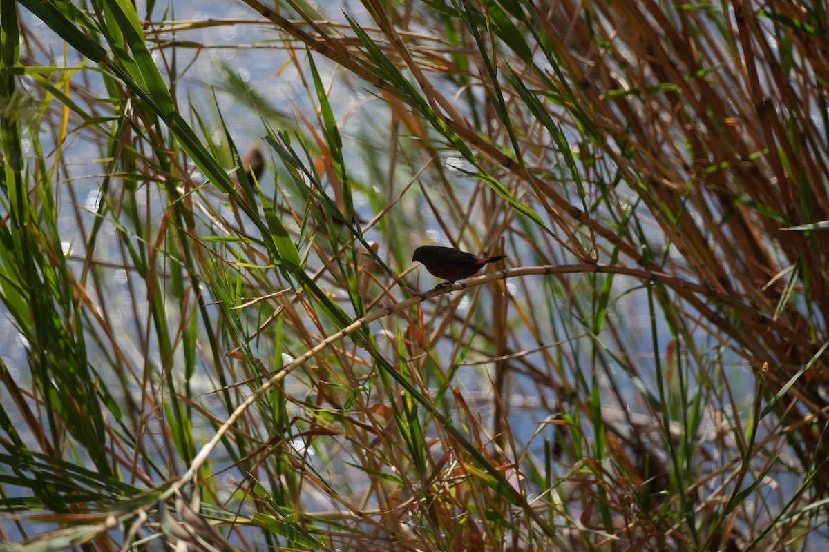 African Firefinch - ML643477169