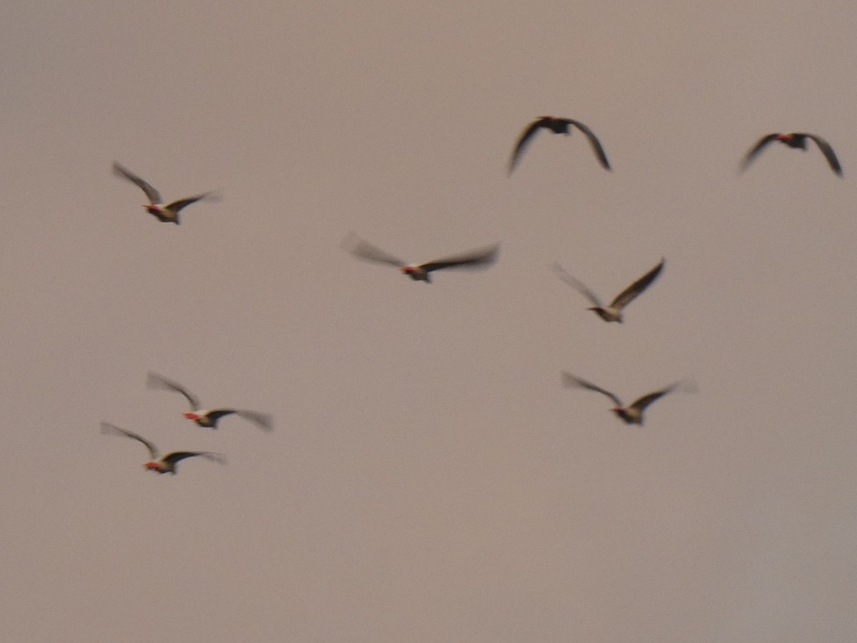 Gray Parrot - ML643477171