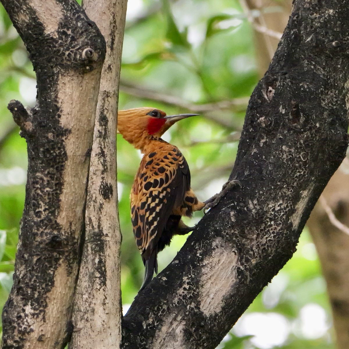 Ochre-backed Woodpecker - ML643477184