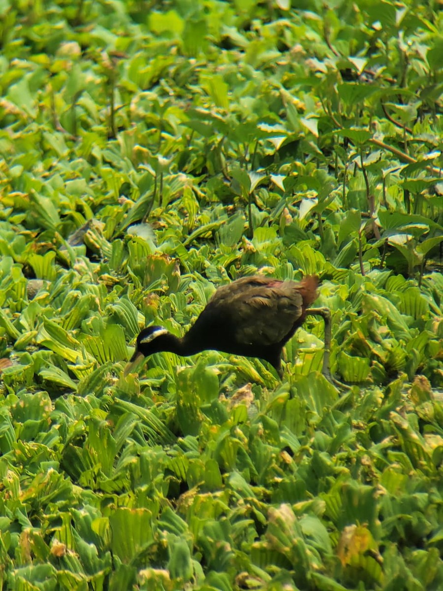 Bronze-winged Jacana - ML643477185