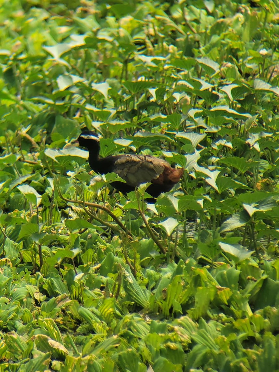 Bronze-winged Jacana - ML643477186