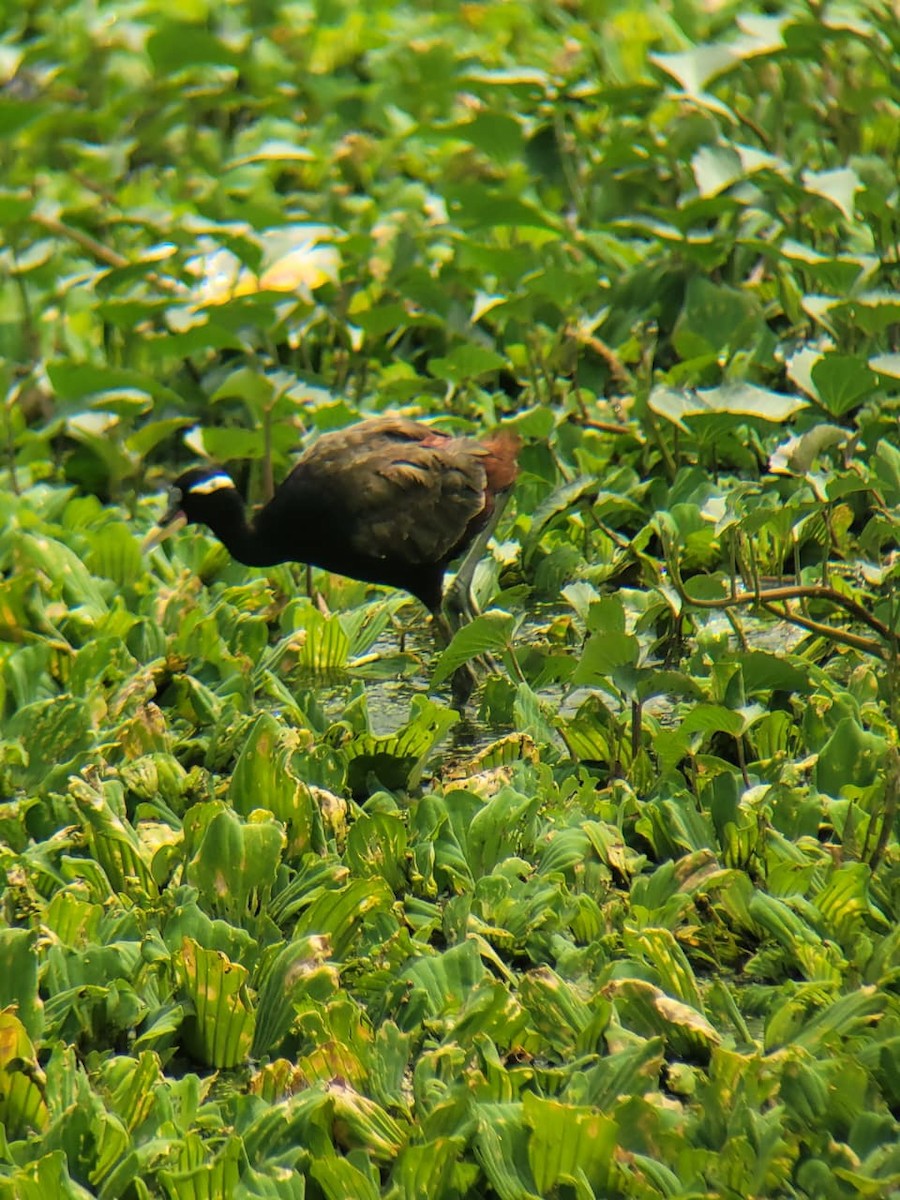 Bronze-winged Jacana - ML643477187