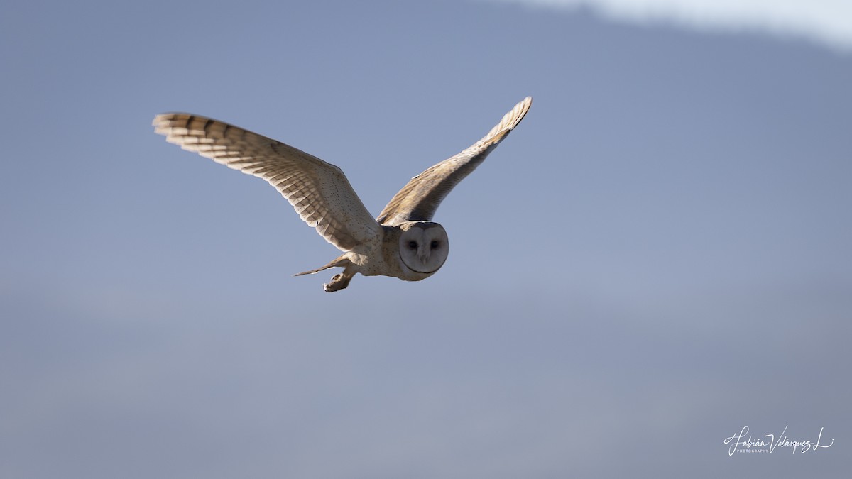 American Barn Owl (American) - ML643477193