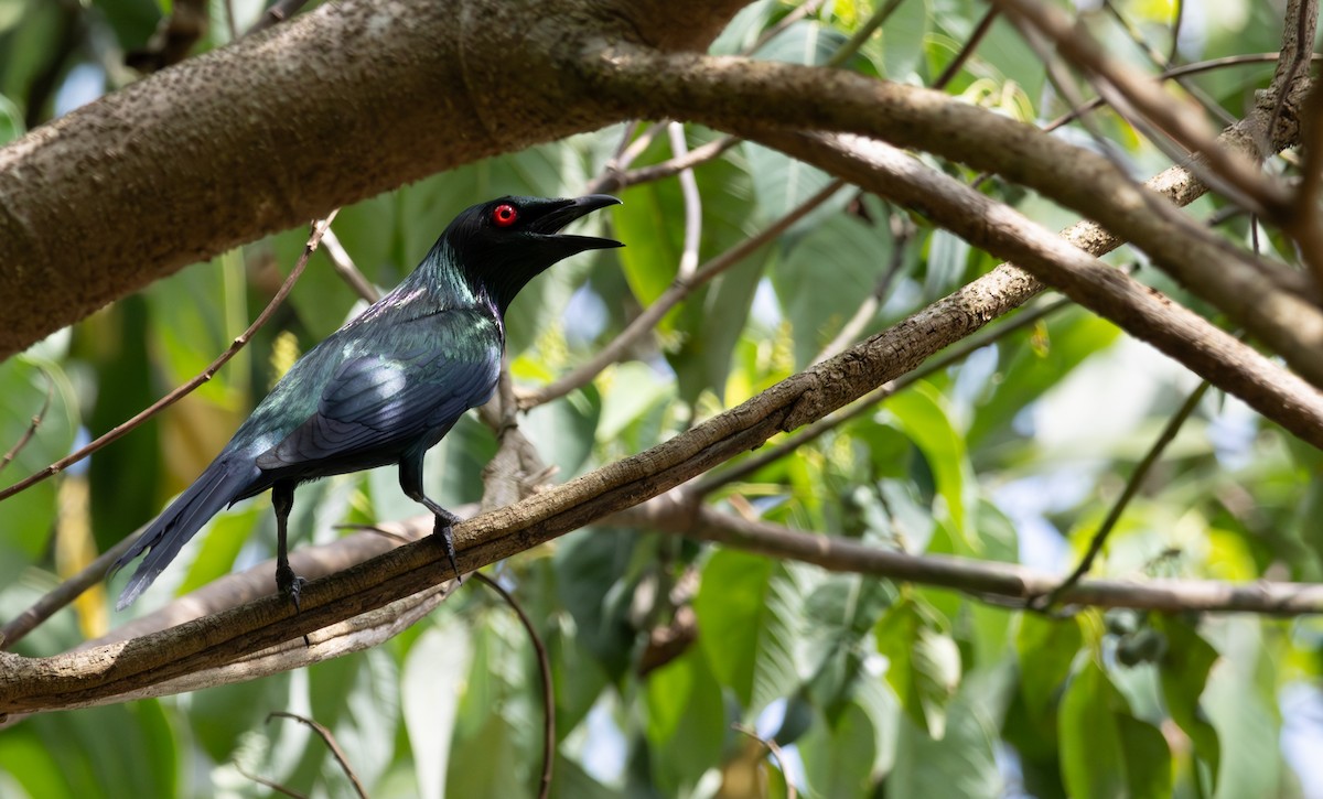 Metallic Starling (Metallic) - ML643477196