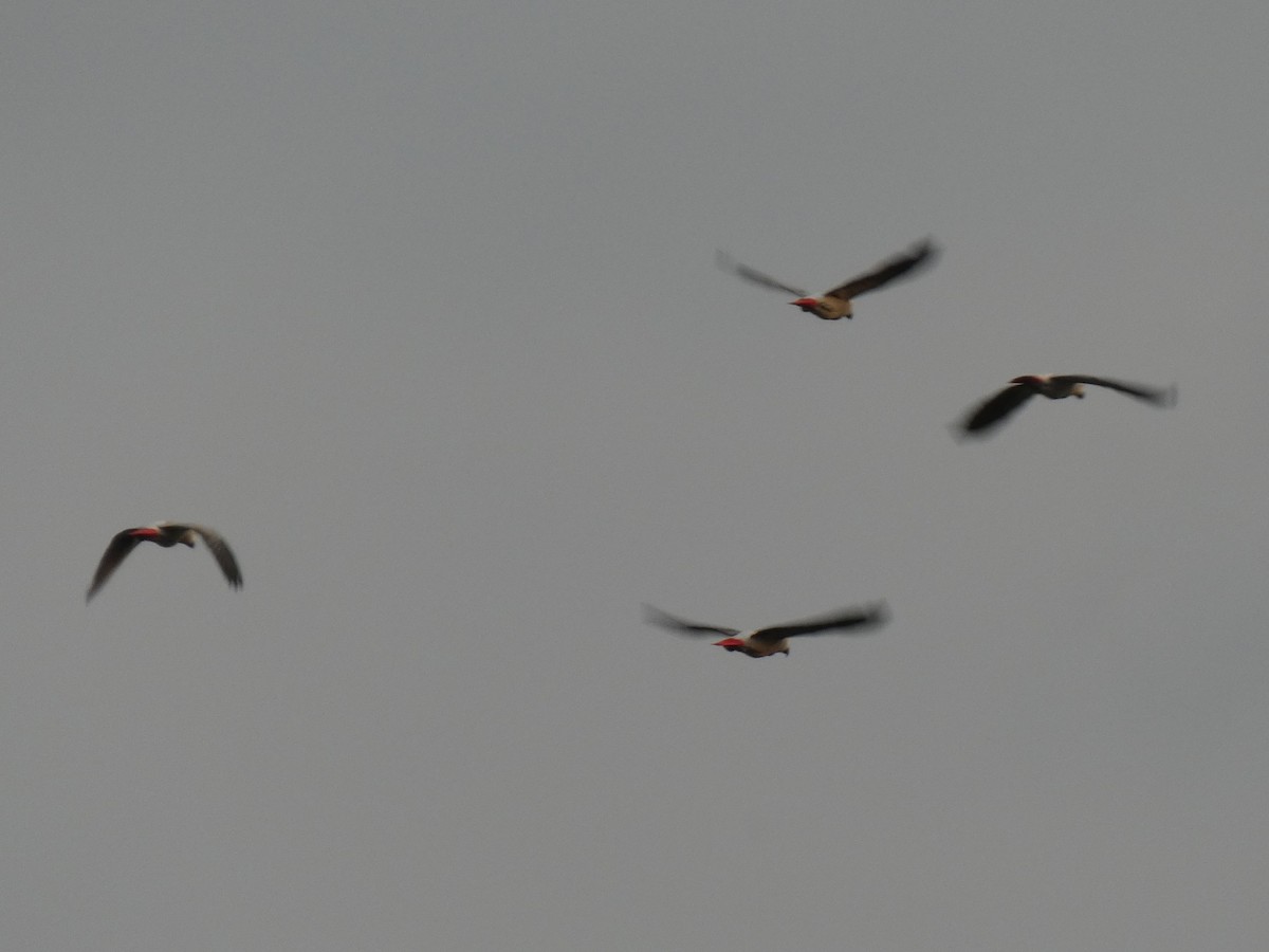 Gray Parrot - ML643477199