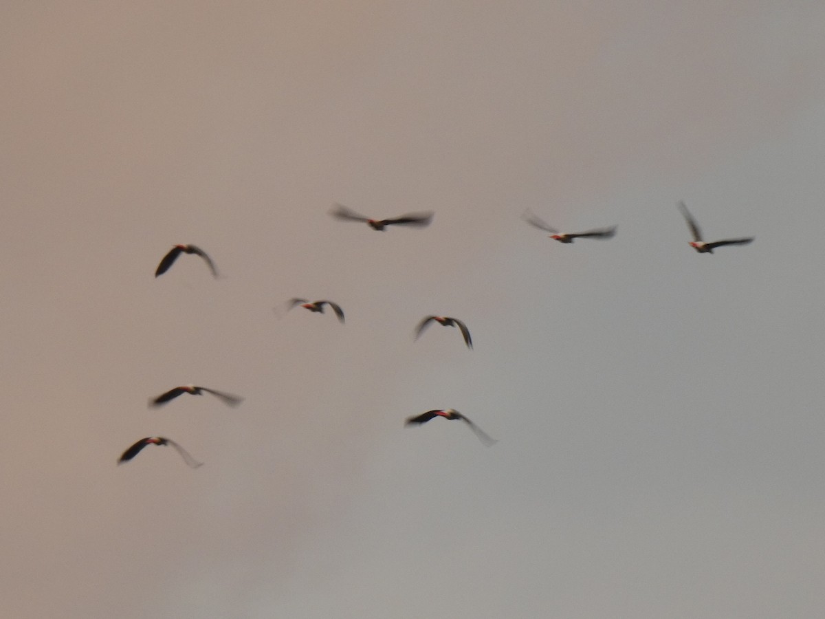 Gray Parrot - ML643477200