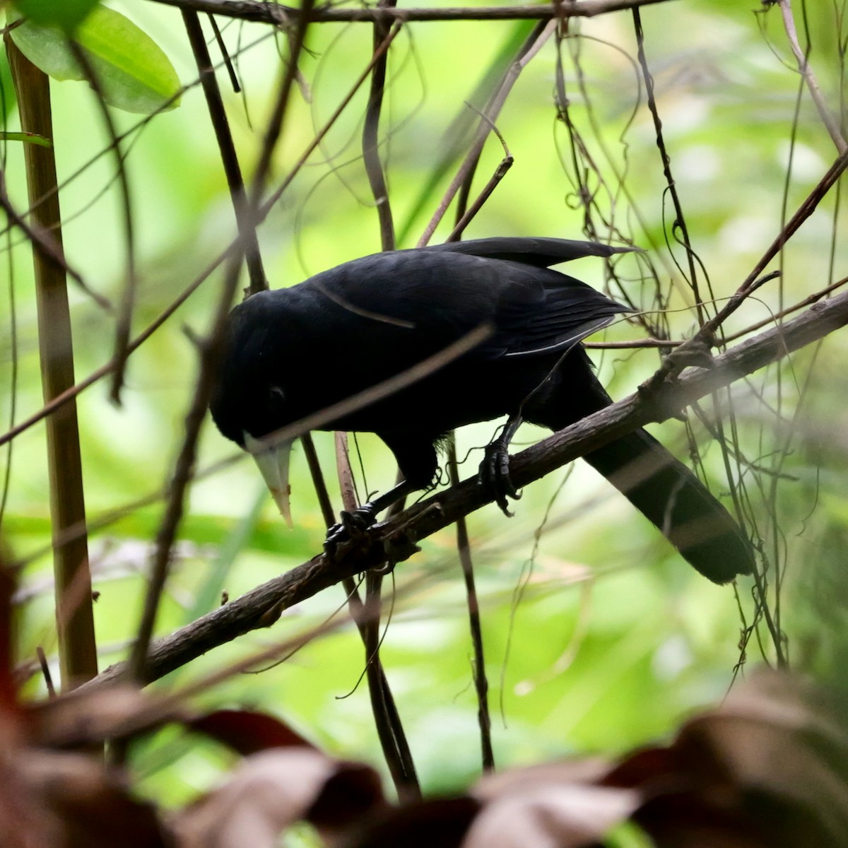 Solitary Black Cacique - ML643477201