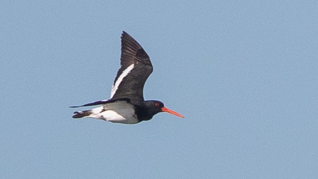 South Island Oystercatcher - ML643477209