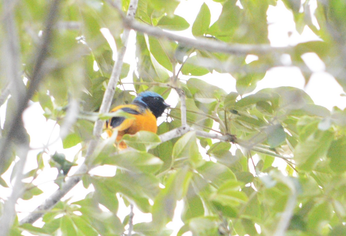 Golden-rumped Euphonia - ML643477222