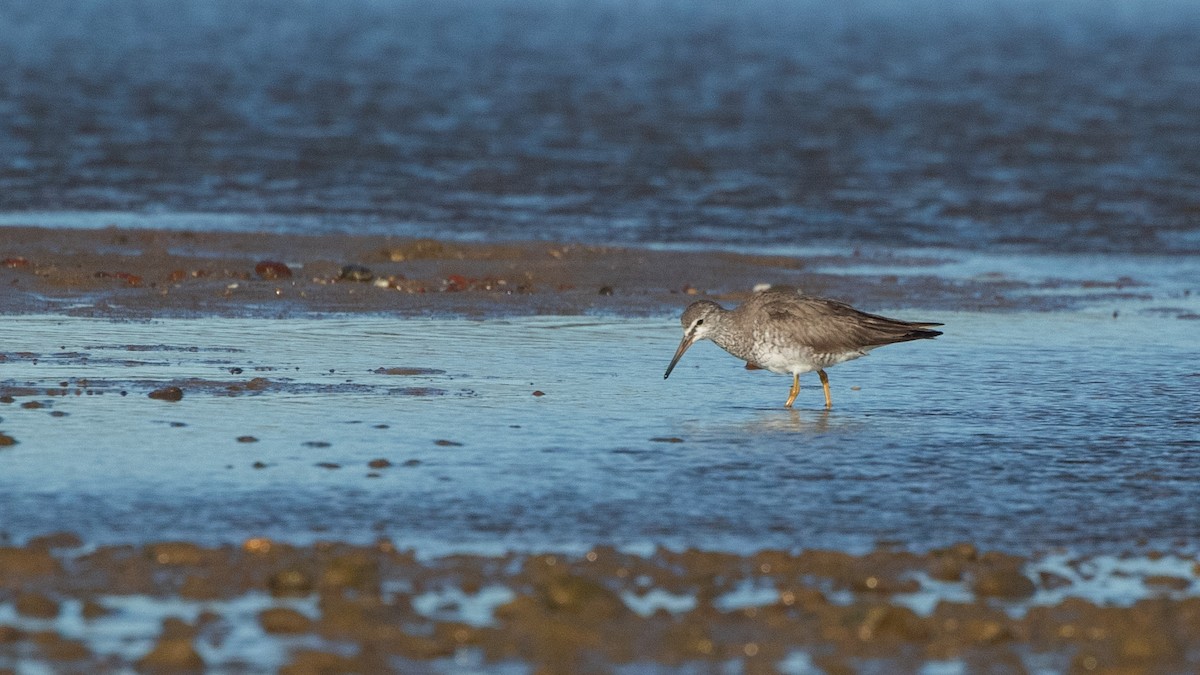 Gray-tailed Tattler - ML643477239