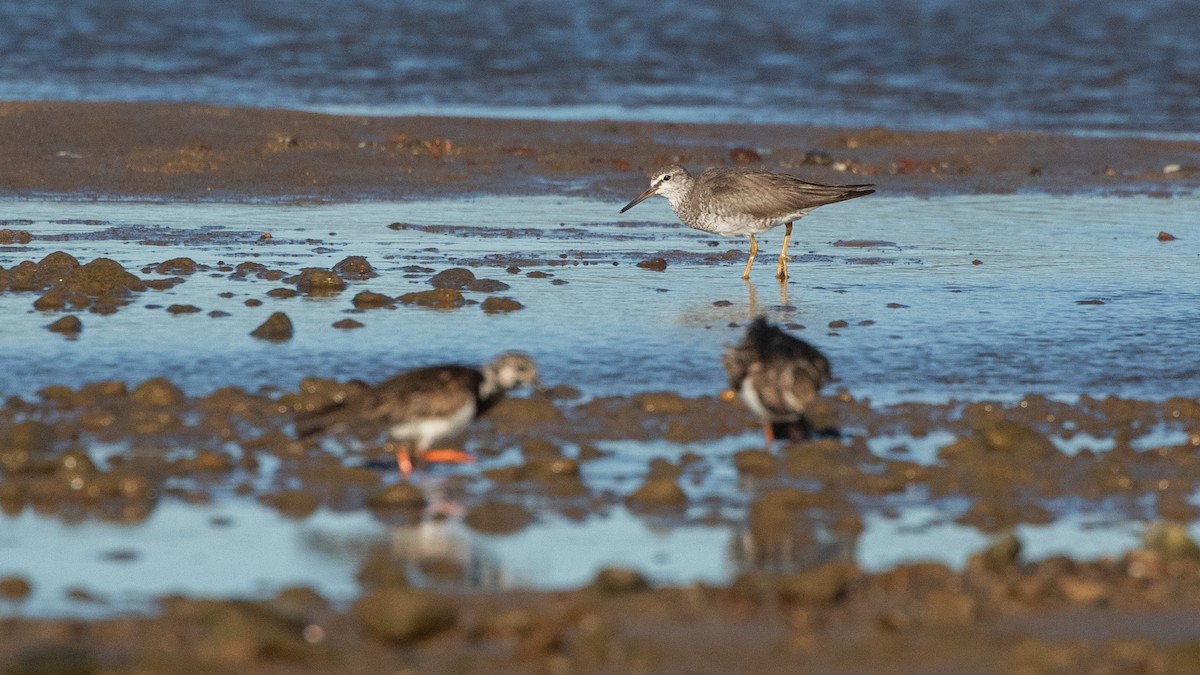 Gray-tailed Tattler - ML643477240