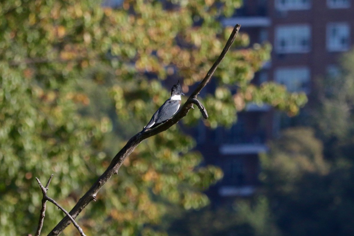 Belted Kingfisher - ML643477245
