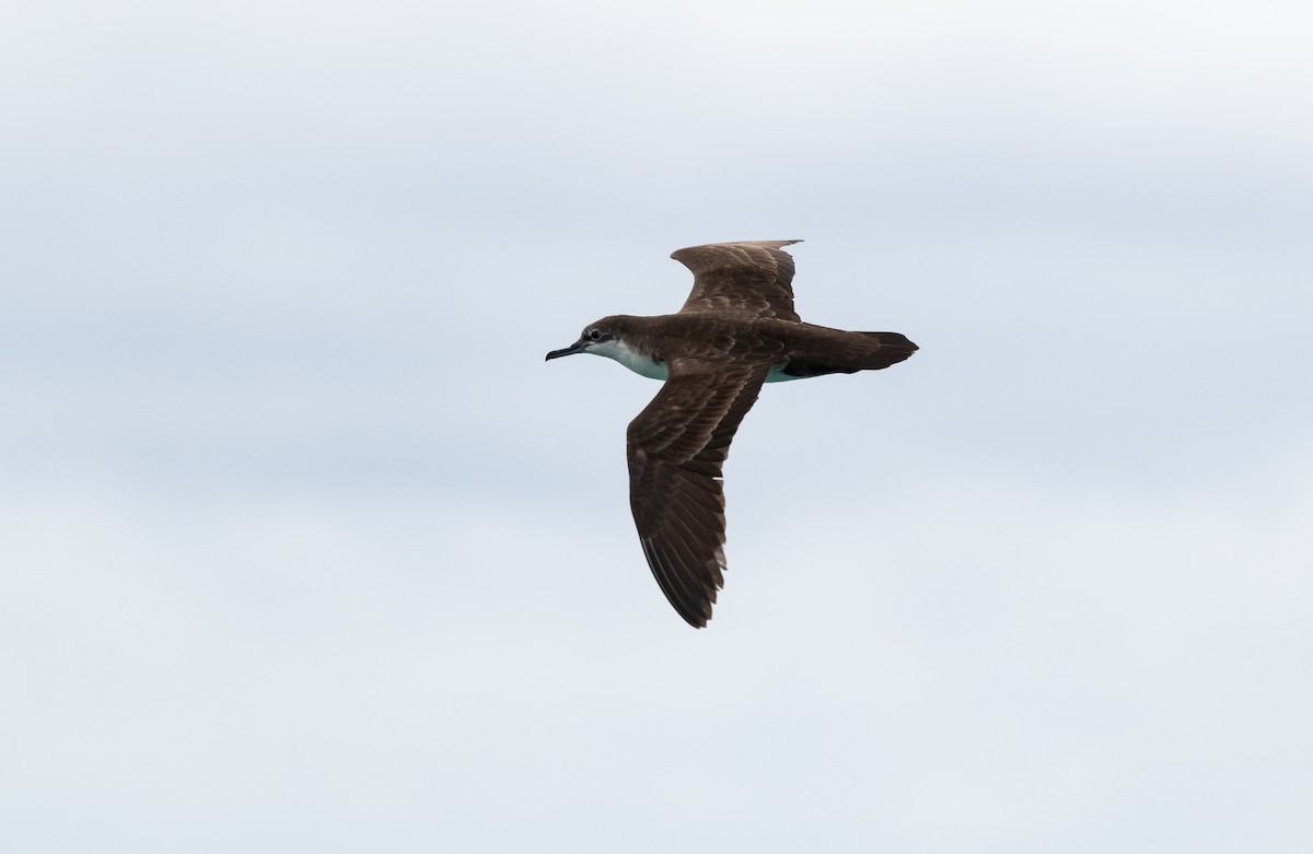 Galapagos Shearwater - ML643477273