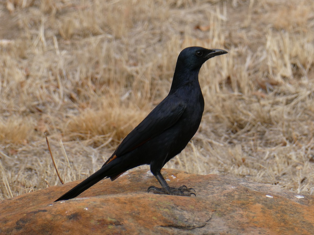 Red-winged Starling - ML643477284
