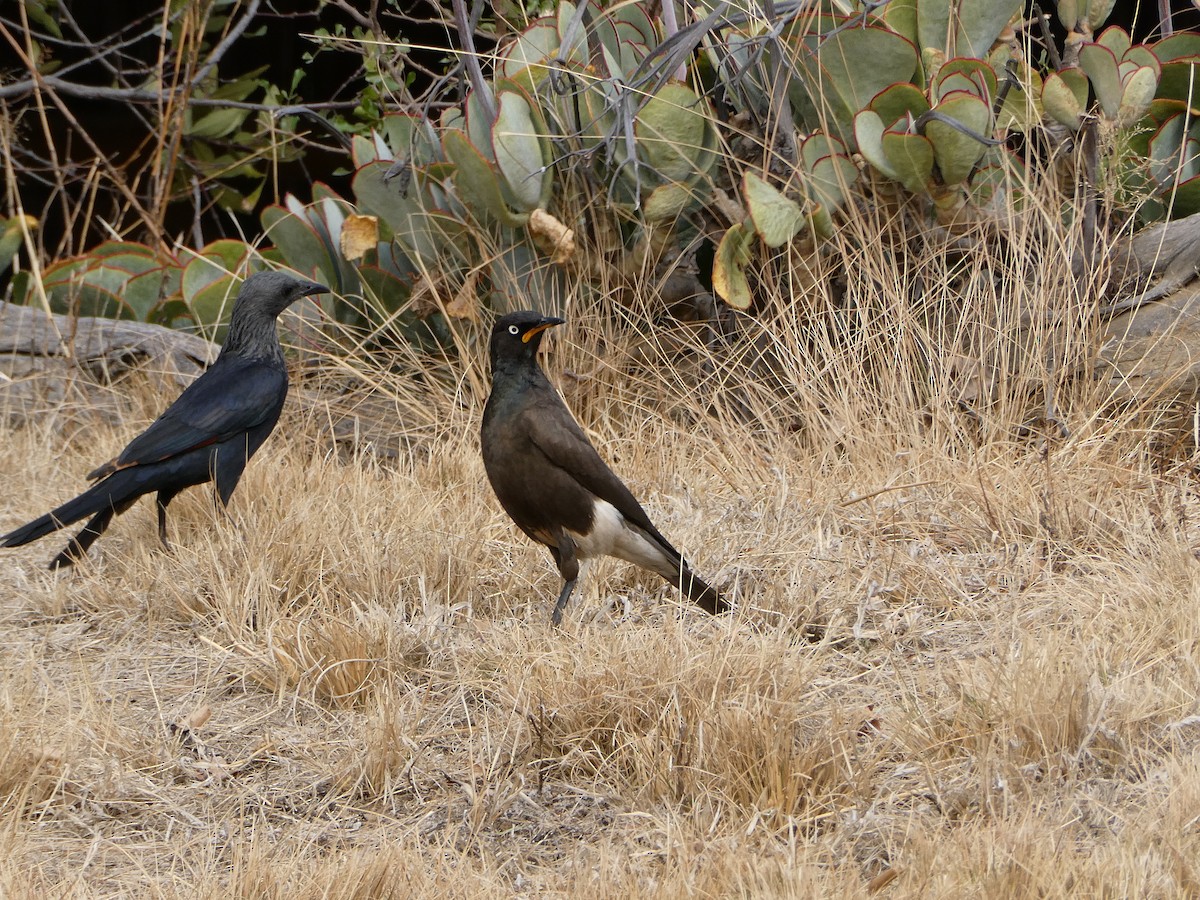 Red-winged Starling - ML643477285