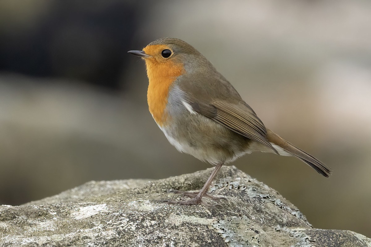 European Robin - ML643477286