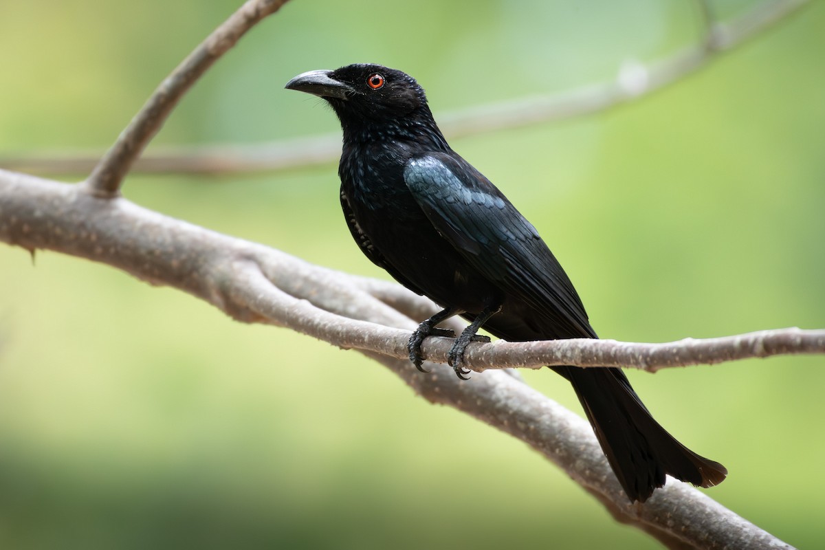 Spangled Drongo - ML643477294
