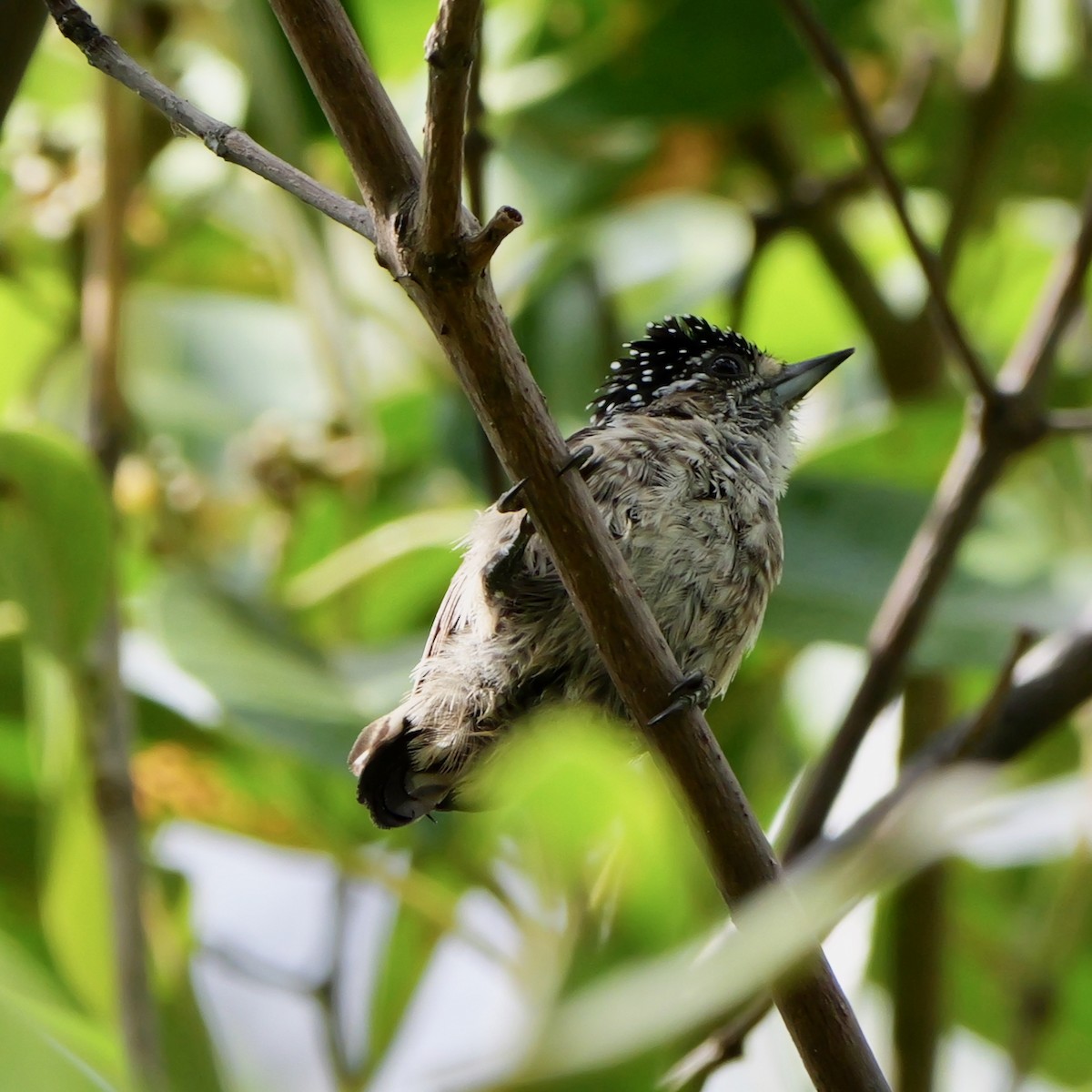Ochraceous Piculet - ML643477297
