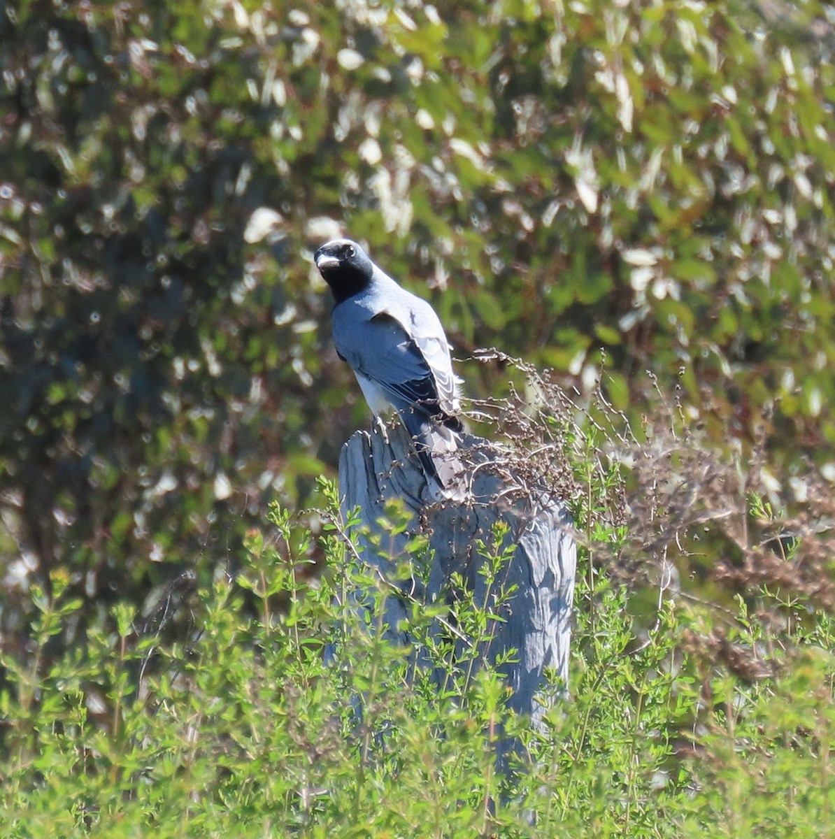 Black-faced Cuckooshrike - ML643477327