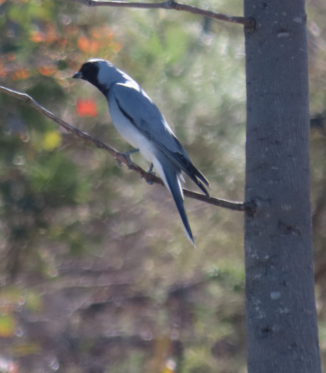 Black-faced Cuckooshrike - ML643477328