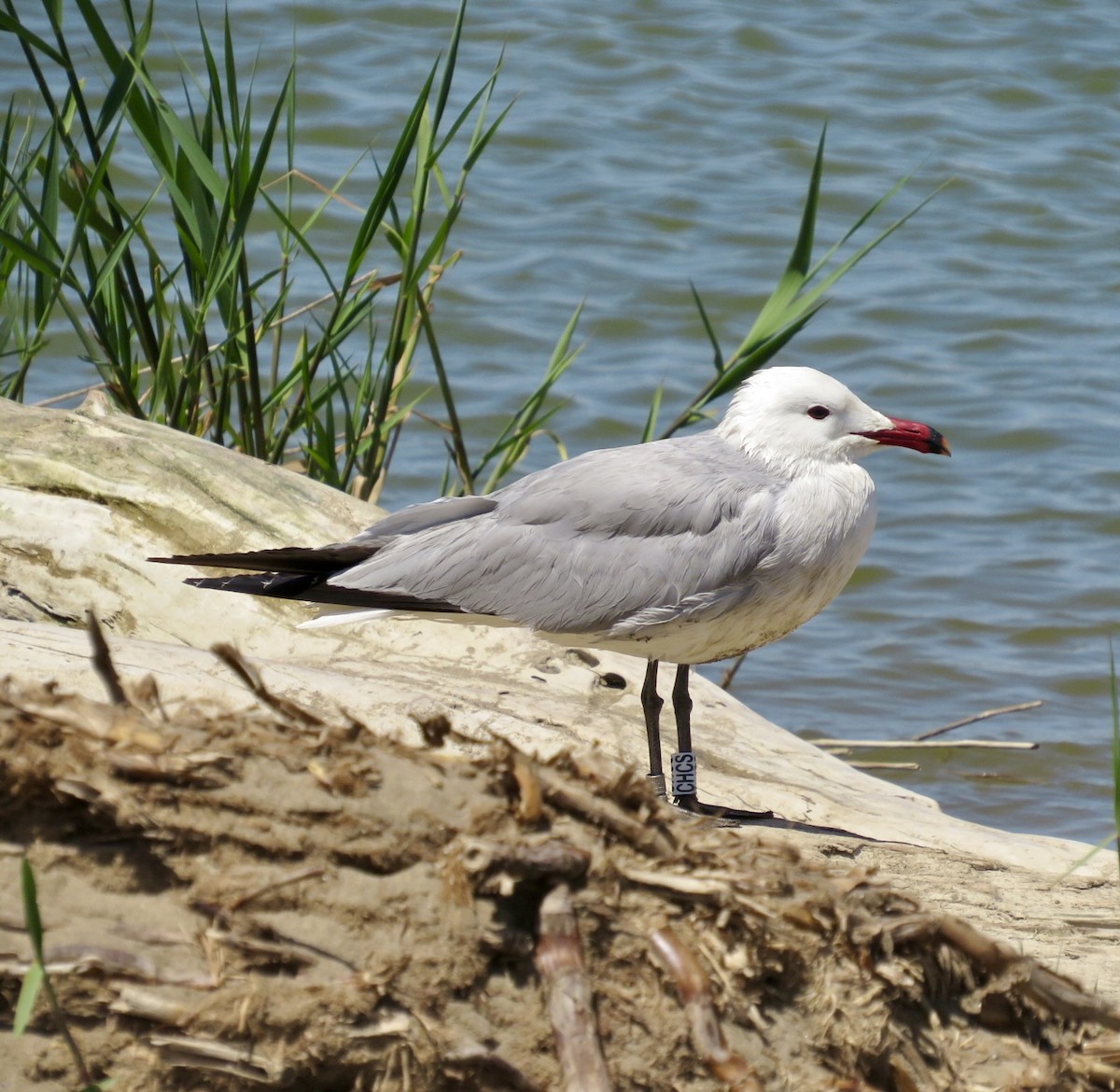 racek zelenonohý - ML643477332