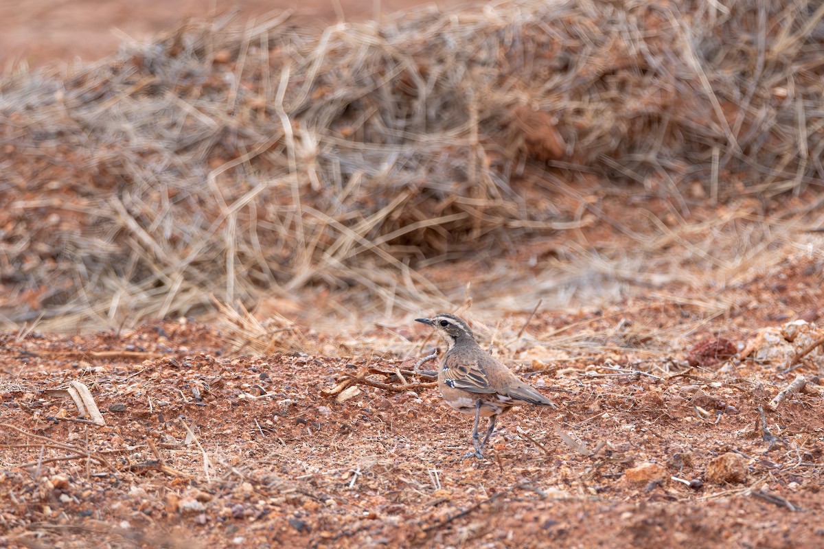 Chestnut-breasted Quail-thrush - ML643477338