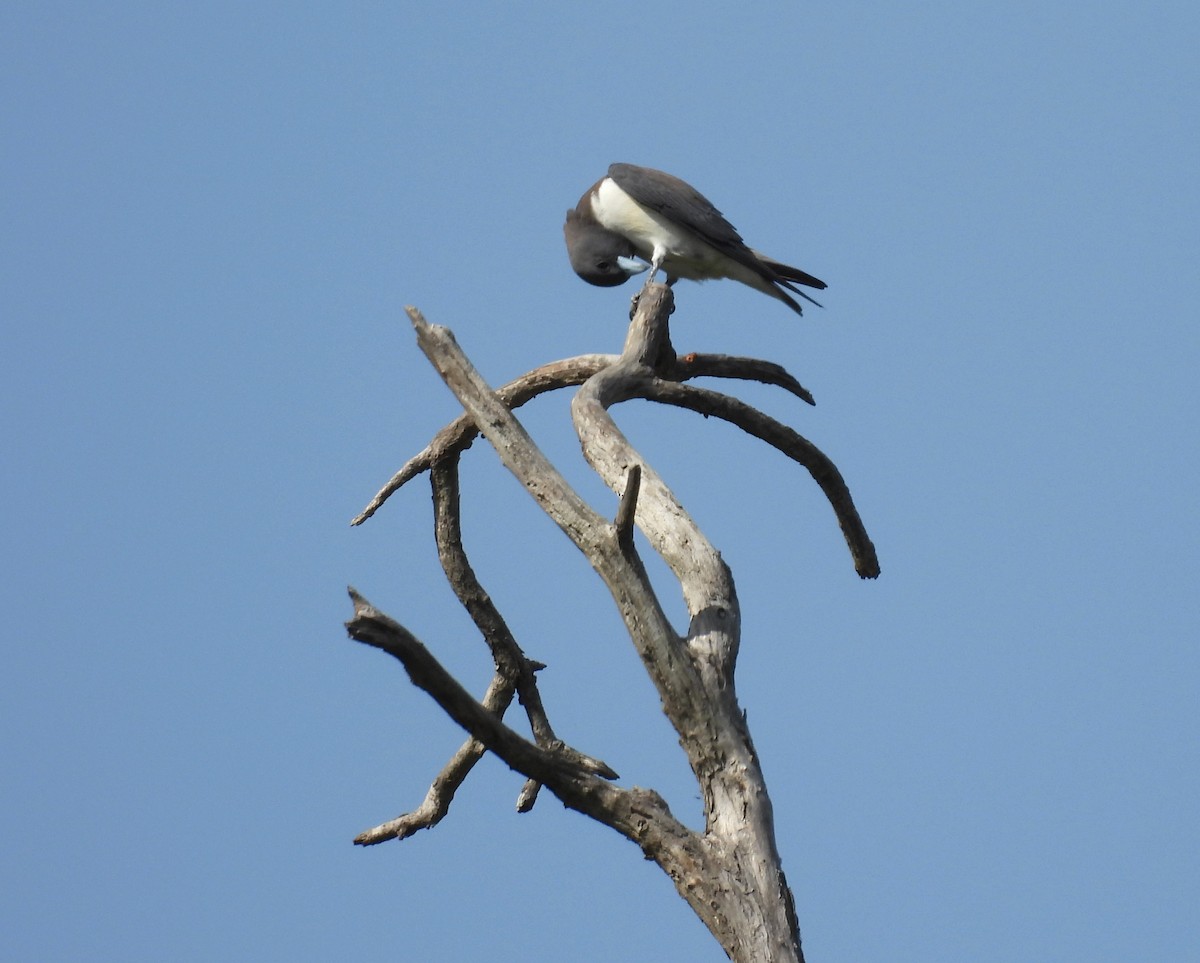White-breasted Woodswallow - ML643477351