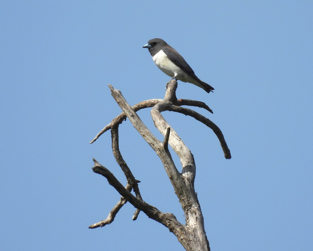White-breasted Woodswallow - ML643477361