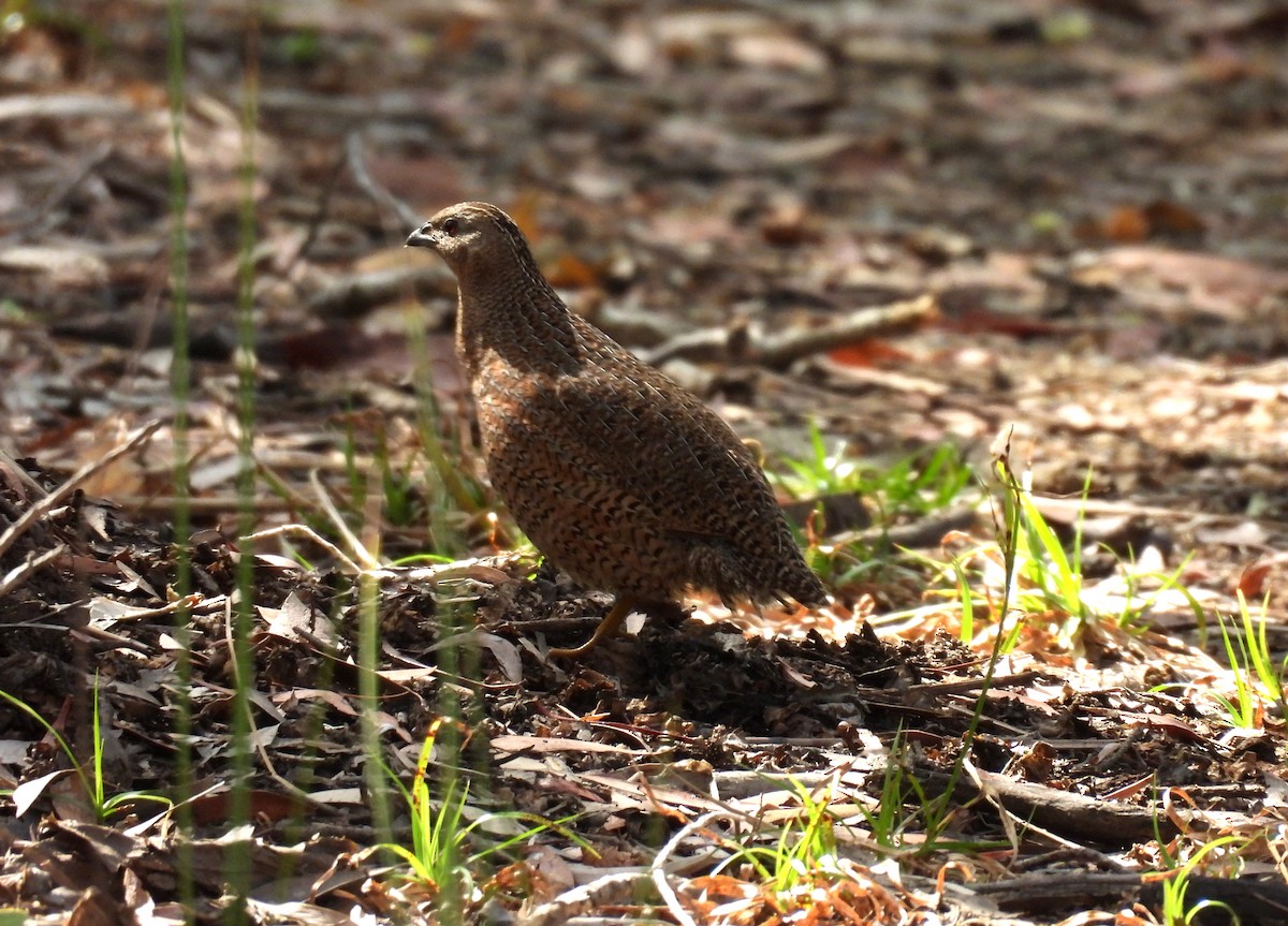 Brown Quail - ML643477407