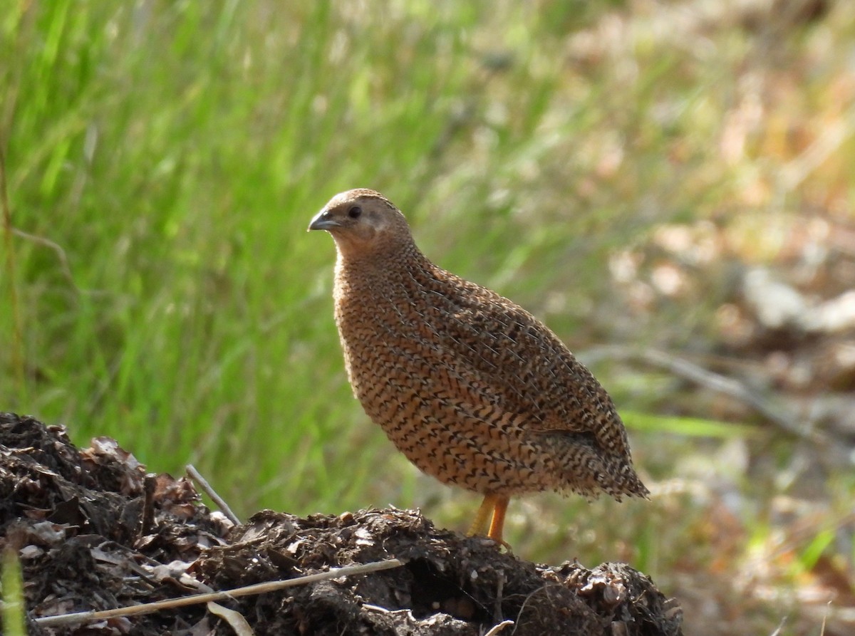Brown Quail - ML643477411