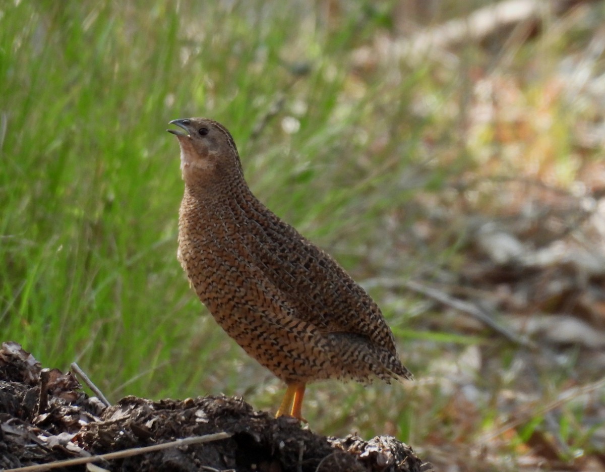 Brown Quail - ML643477415